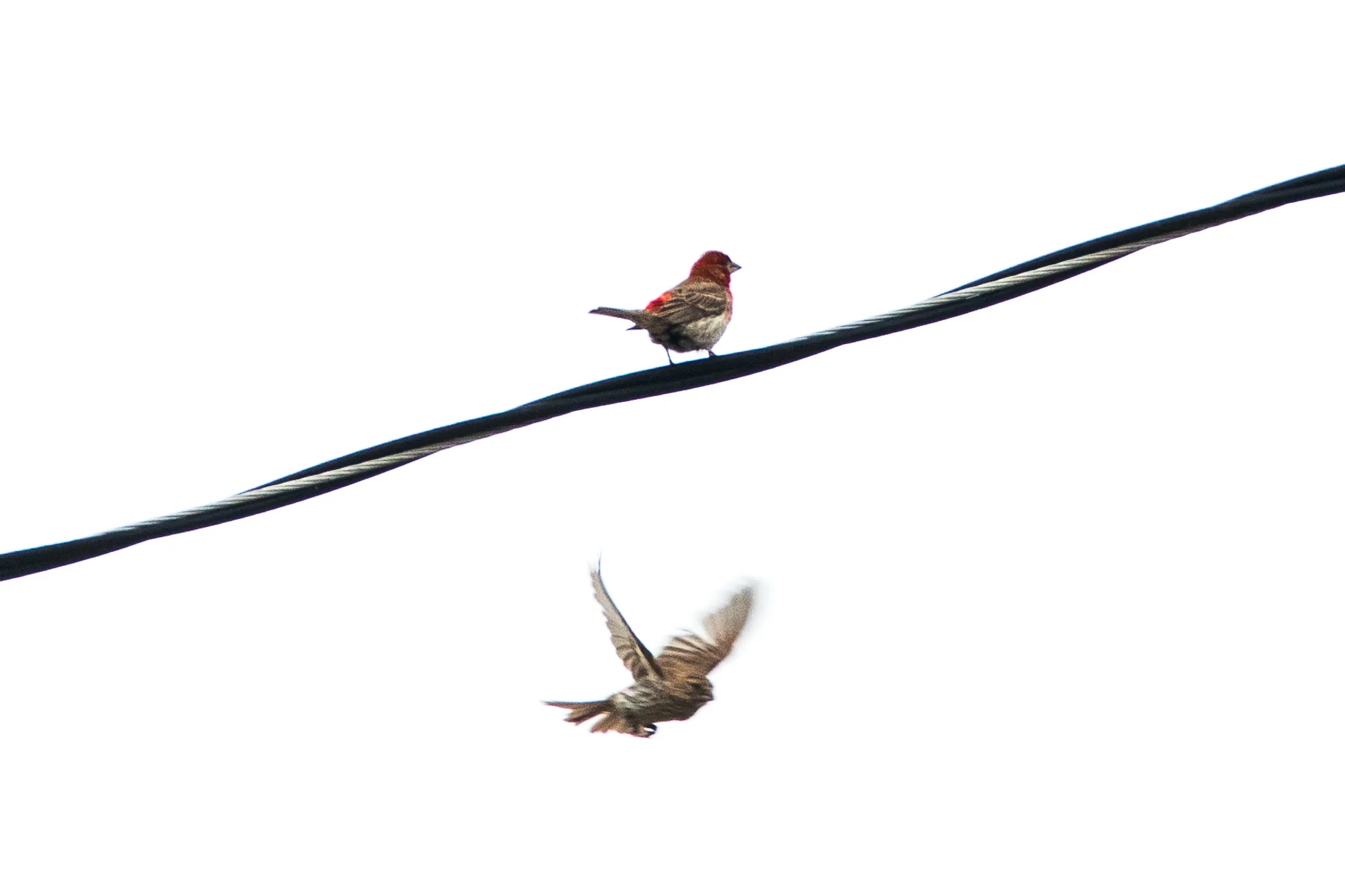 Wirebirds, Wisconsin. 2018.